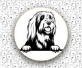 Bearded_Collie_FCI271.jpg