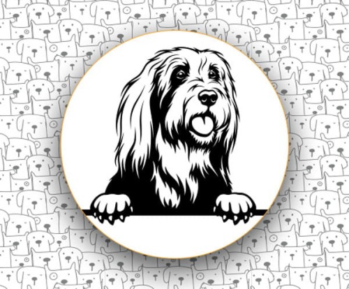 Bearded_Collie_FCI271.jpg