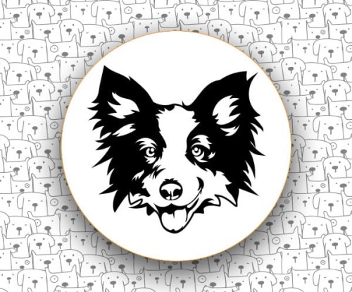 Border_Collie_FCI297_v2.jpg