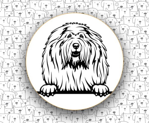 Komondor_FCI53.jpg