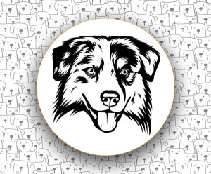 Owczarek Australijski FCI342