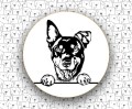 Owczarek_Australijski_Kelpie_FCI293.jpg