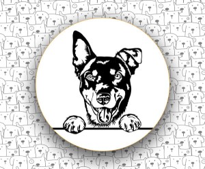 Owczarek Australijski Kelpie FCI293