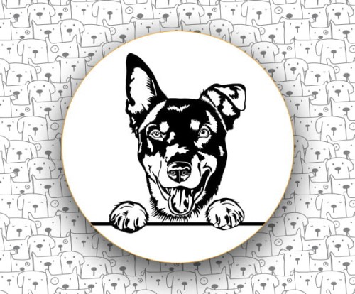 Owczarek_Australijski_Kelpie_FCI293.jpg