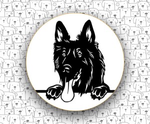 Owczarek Belgijski FCI15 v3