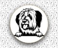 Owczarek_Francuski_Briard_FCI113.jpg