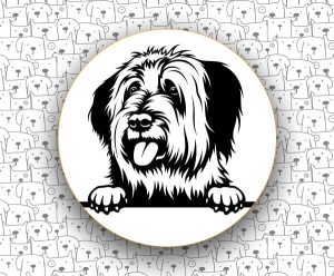 Owczarek Francuski Briard FCI113