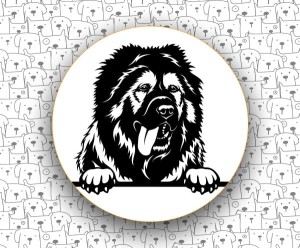 Owczarek Kaukaski FCI328