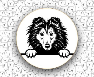 Owczarek Szetlandzki FCI88