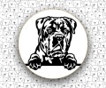 Cane_Corso_Italiano_FCI343_v1.jpg