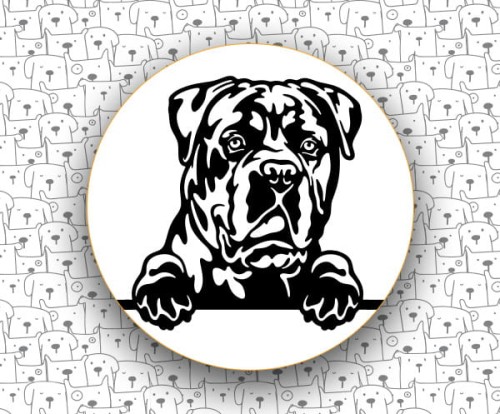 Cane_Corso_Italiano_FCI343_v1.jpg
