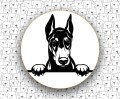 Doberman_FCI143.jpg