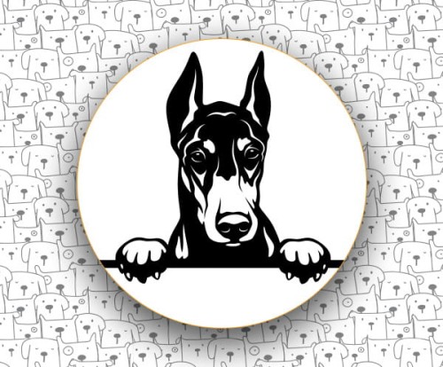 Doberman_FCI143.jpg
