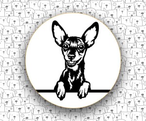 Pinczr Miniaturowy FCI185 v2