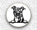 Amerykański_Staffordshire_Terrier_FCI286_v2.jpg