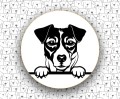 Jack_Russell_Terrier_FCI345.jpg