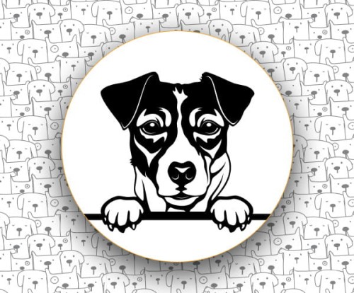 Jack_Russell_Terrier_FCI345.jpg