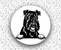 Kerry_Blue_Terrier_FCI3.jpg