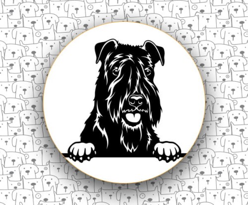 Kerry_Blue_Terrier_FCI3.jpg