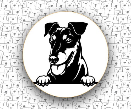 Manchester_Terrier_FCI71.jpg