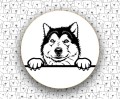 Alaskan_Malamute_FCI243.jpg