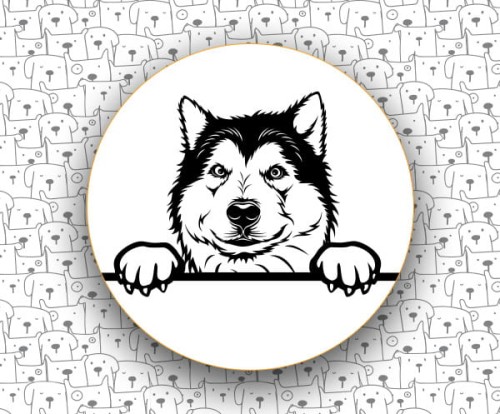Alaskan_Malamute_FCI243.jpg