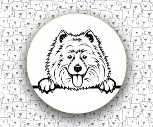 Samoyed FCI212