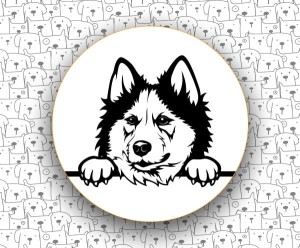 Siberian Husky FCI270