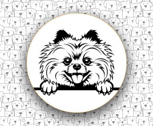 Szpic Miniaturowy FCI97