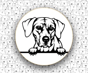 Rhodesian Ridgeback FCI146