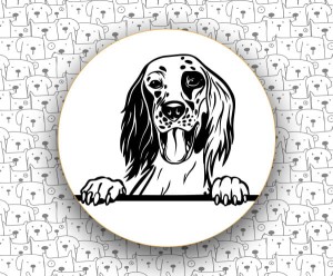 Seter Angielski FCI2