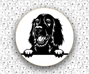 Seter Irlandzki FCI120