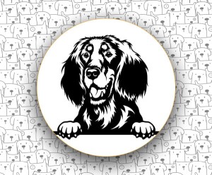 Seter Szkocki FCI6 Gordon