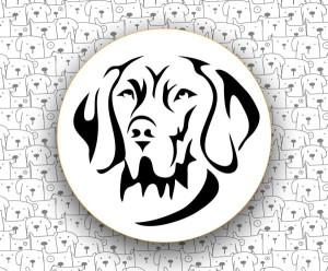 Wyżeł Niemiecki Długowłosy FCI117