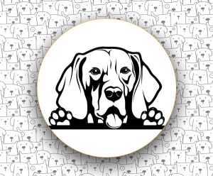 Wyżeł Weimarski FCI99