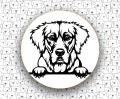 Golden_Retriever_FCI111_v2.jpg