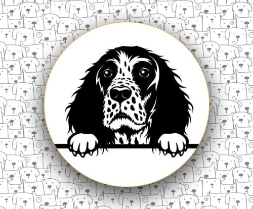 Springer_Spaniel_Angielski_FCI125.jpg