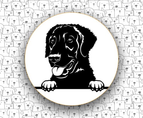 Curly_Coated_Retriever_FCI110.jpg