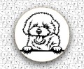 Bichon_Frise_FCI215.jpg