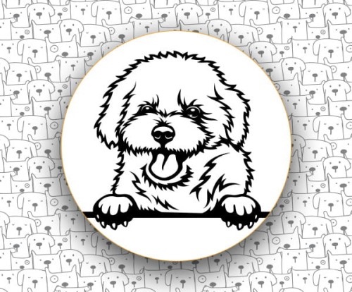 Bichon_Frise_FCI215.jpg