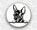 Chihuahua_FCI218_v1.jpg