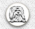 Coton_De_Tulear_FCI283.jpg