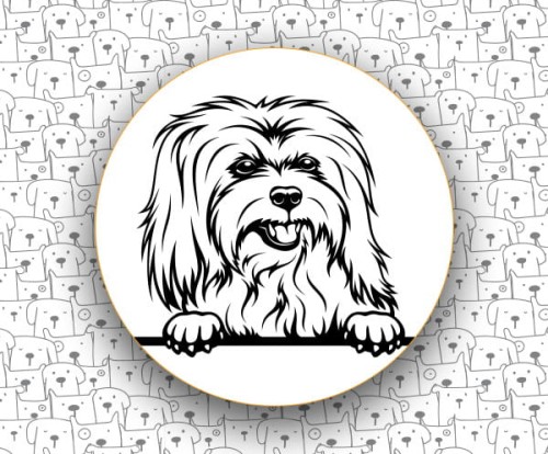 Coton_De_Tulear_FCI283.jpg