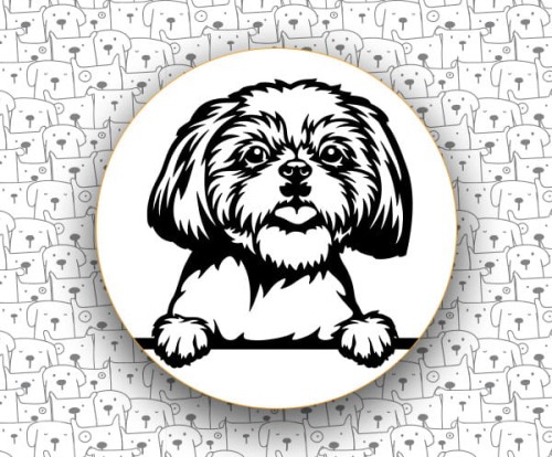 Shih_Tzu_FCI208_v2.jpg