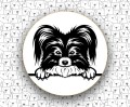 Spaniel_Kontynentalny_FCI77_Papillon_v2.jpg