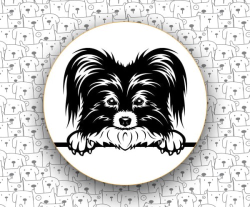 Spaniel_Kontynentalny_FCI77_Papillon_v2.jpg