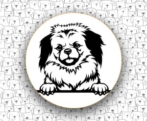 Spaniel Tybetański FCI231