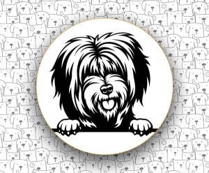 Terier Tybetański FCI209