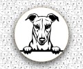 Greyhound_FCI158.jpg