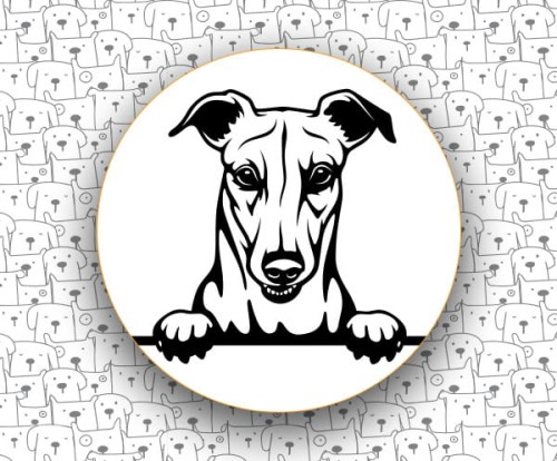 Greyhound_FCI158.jpg